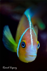 A curious clown fish by Raoul Caprez 